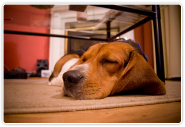 sleepybeagle landscape